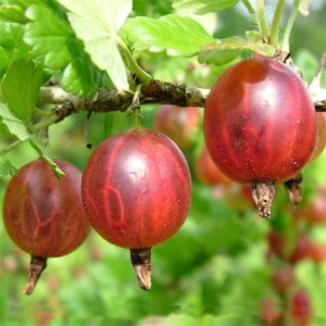 Саженцы Крыжовник Ласковый