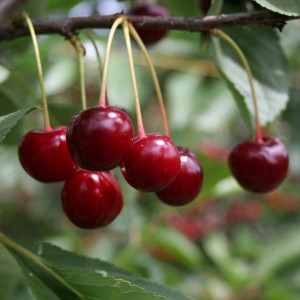 Саженцы Комплект 5шт / Вишня Гриот