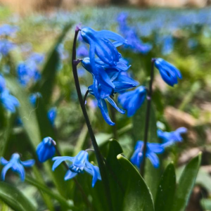 Саженцы Комплект 5шт / Пролеска сибирская (Scilla siberica..