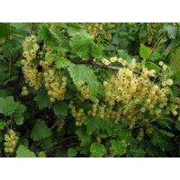 Смородина Виксне (белая)